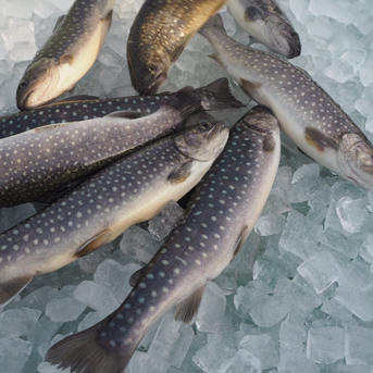 [岩魚]イワナ12尾入×4箱【48尾】(19cmサイズ)冷凍 48尾/4㎏ 魚介類/川魚通販