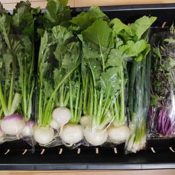 堀農園☆野菜7品＆栽培期間中農薬不使用米5kgセット 堀農園☆野菜7品