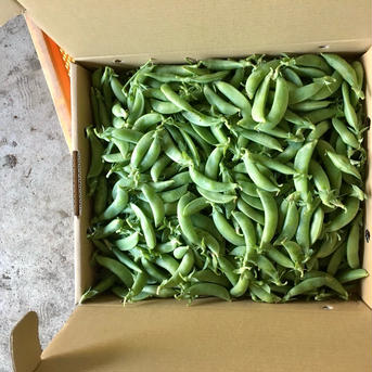 【鹿児島産】甘塩スナップエンドウ箱込み2キロ^_^ 箱込み2キロ前後 野菜/豆類通販