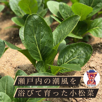 ワカイファーミーの小松菜パック🥬2kg!!（約10袋分！） ２キロ 野菜/小松菜通販