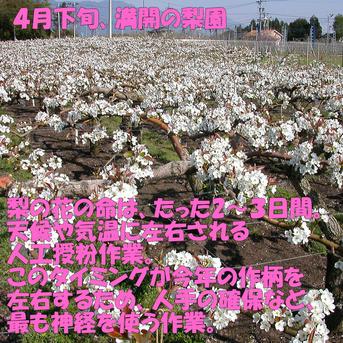 超希少品種、サザンスイート2kg】幸水より甘い、硬い、ジューシーな