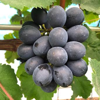 ナガノパープル　4キロ　クール便 家庭用》ナガノパープル（4〜6房）長野県須坂市産・クール便