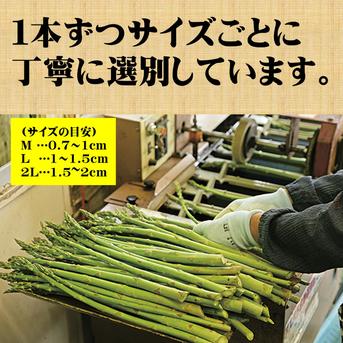 朝採りアスパラガス　Mサイズ　１ｋｇ（約50本）　新潟県産　 1kg 野菜/アスパラガス通販
