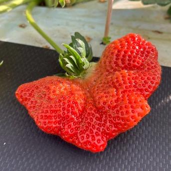 海外セレブ御用達】🍓やみつきリピーター続出🍓累計数十万人が虜になる