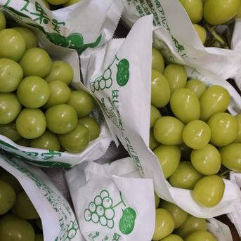 特秀品大粒シャインマスカット 3キロ 摘み落とし 高級品種 特秀品大粒シャインマスカット 3キロ 摘み落とし 高級品種 訳