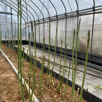 アスパラ2キロ　訳あり　Lサイズ さぬきのめざめ アスパラ2キロ 野菜/アスパラガス通販