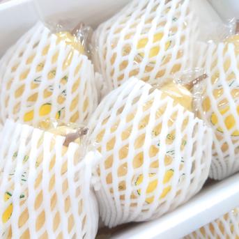 たかはし果樹園謹製「ル・レクチェ」青秀品 大玉 約2kg 青秀品 大玉 約2kg(4〜5個入り) 果物/梨通販