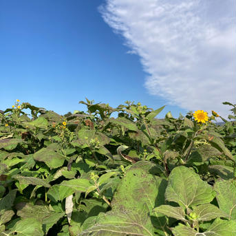 今が旬！！長野県産ヤーコン1.8kg  農薬不使用 訳あり ヤーコン1.8kg 野菜/その他野菜通販