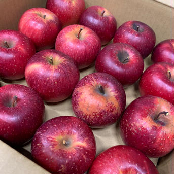 🍎完売御礼！たくさんのご購入ありがとうございました🍎信州産完熟シナノホッペ　バラ詰め(約４kg) バラ詰め約４kg 果物/りんご通販
