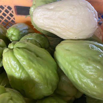 【漬け物用】はやとうり　約3kg 3kg 野菜/その他野菜通販