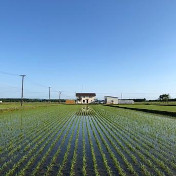 新米【送料込】金賞受賞！ゆめぴりか20kg 令和7年産 ｜ 米・穀物/米
