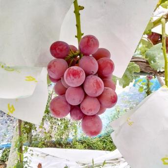 ご家庭用クイーンニーナ約1.5キロ 種なし 房形不揃い（4〜5房） 中粒