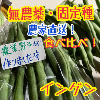 岡山県産 インゲン500g 食べ比べ‼️ 無農薬・固定種 野菜 500 野菜/その他野菜通販