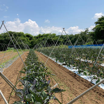 クール便！ 今が旬！中長ナス　2キロ 2キロ 野菜/茄子通販