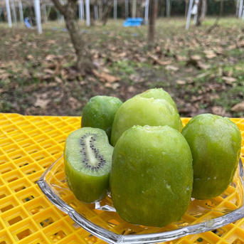 【春まつり価格】ミツバチからの贈り物＂ハニーキウイ＂〈竹〉 1kg（9〜10玉） 果物/キウイフルーツ通販