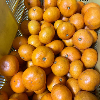 宮川早生みかん 10kg(箱込) | 果物/温州みかん 産直アウル 農家から