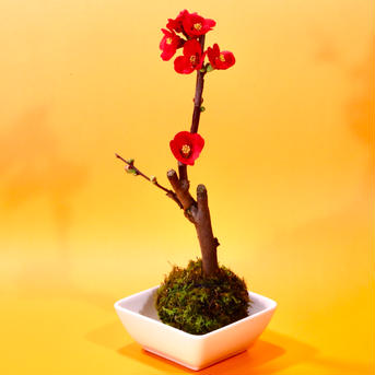苔玉　木瓜(ぼけ) 紅 約500㌘　高さ20〜30㌢ 花・植物/花・植物通販