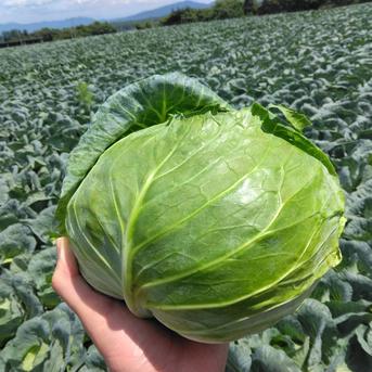 もり農園の高原キャベツ６玉セット ６玉 野菜/キャベツ通販