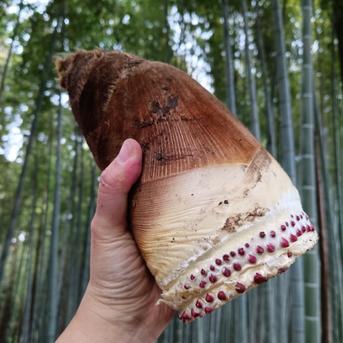 数量限定·米ぬか入り】くりやまサンちのたけのこ2026 ｜ 野菜/たけのこ