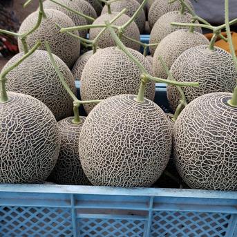 熊本産 肥後グリーンメロン一個 ｜ 果物/メロン 産直アウル 農家・漁師