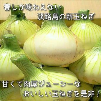 淡路島新玉ねぎ　８ｋｇ（早生・七宝）L・２Lサイズ混合　５月上旬頃より出荷予定 8kg　約24個入り 野菜/玉ねぎ通販
