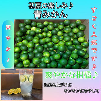 まっちゃん農園の青みかん（摘果みかん）　栽培期間中•農薬不使用 正味　3キロ 果物/温州みかん通販