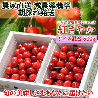 【減農薬栽培・朝採れ発送】甘くてジューシーなさくらんぼ【紅さやか】 紅さやかサイズ混合500g 果物/さくらんぼ通販