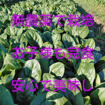 浅野農園の無農薬ほうれん草2kg 2kg 野菜/ほうれん草通販