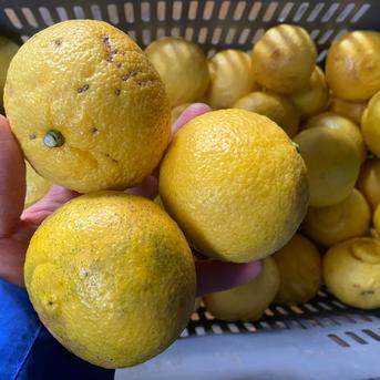 選果落】はるか10kg | 果物/オレンジ・その他みかん 産直アウル 農家