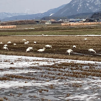 新米　甘くて美味しい！ 新潟県産コシヒカリ　減農薬の特別栽培米🌾玄米20kg 玄米20kg 米・穀物/玄米通販