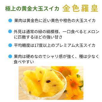 旬祭限定】《予約》尾花沢大玉スイカ 金色羅王 L 1玉 6~7kg 糖度17度