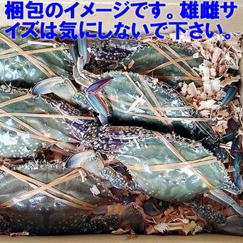 ワタリガニ メス大と特大２ｋｇで約4-6杯【内子確率上がってきました】【豊漁10％OFF中】渡り蟹　ガザミ 梭子蟹 ケジャンにも！ 活発送　２ｋｇ宮城県産  がざみ 生蟹 生カニ 活カニ 活蟹 ケジャン 宮城県産 国産 松島牡蠣屋 梭子蟹 雌 メス大2kg 魚介類/カニ通販