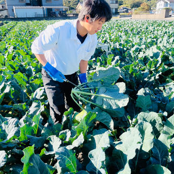 【無くなり次第終了！】秋ブロッコリーsk9-099 80サイズの箱に６個入ってます。 野菜/ブロッコリー通販