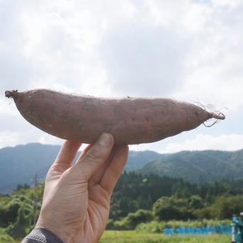 加工用】【2L〜3L以上】べにはるか15kg。栽培期間中農薬不使用 
