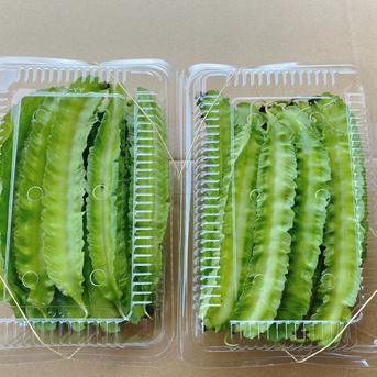沖縄県産　うりずん豆　四角豆　100g×2パック 200g 野菜/豆類通販