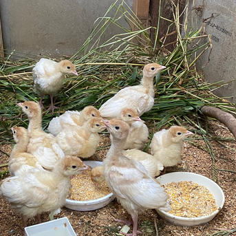 七面鳥【ブロード・ブレステッド・ホワイト種 】卵 10個 2kg 卵/その他卵通販