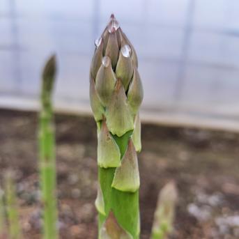 数量限定 お得価格//【朝採り 北海道産】アスパラ Lサイズ 1.5kg