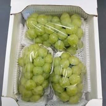 【旬祭限定】訳ありシャインマスカット２ｋｇ シャインマスカット２ｋｇ 果物/ぶどう通販