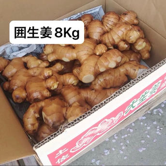 A等級』高知県産囲生姜8kg ｜ 野菜/薬味 産直アウル 農家・漁師など