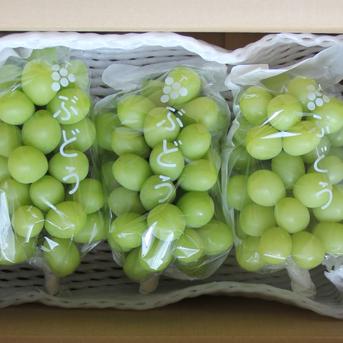 贈答用シャインマスカット2kg（3～4房）【銀賞受賞】／本気農場いけだ 約2kg（3～4房） 果物/ぶどう通販