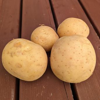【限定20箱】とろけるウマさ！！秋じゃがいもアイユタカ　5kg 5kg 野菜/じゃがいも通販