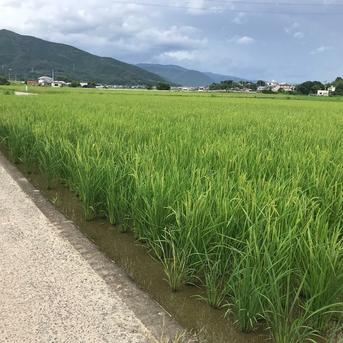令和6年度産　徳島県産　玄米　虹のきらめき 5㎏ 米・穀物/玄米通販