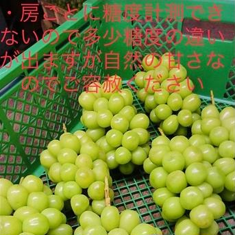 減農薬・有機肥料・除草剤不使用　シャインマスカット　化粧箱　大房１房入り　約600〜800g   シャインマスカット　一房　約600〜800g 果物/ぶどう通販