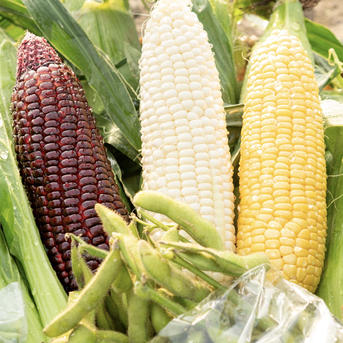 6月中旬発送】とうもろこしピュアホワイト 2Lサイズ10本入 ｜ 野菜