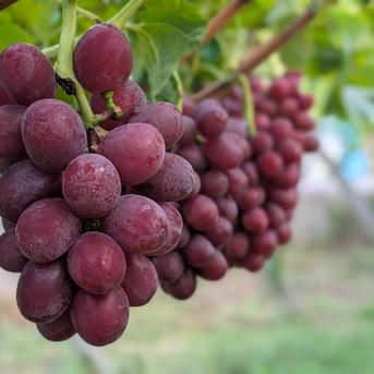 女王のルビーの輝き、甘く芳醇な香り！クイーンルージュ 約4kg（7～13