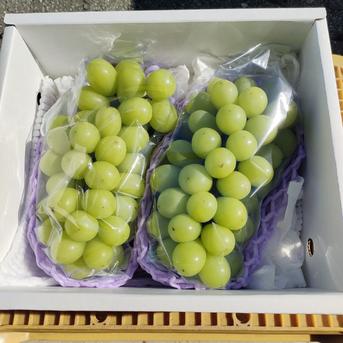 ご家庭用 完熟シャインマスカット 2房 2房入 約1.5kg 果物/ぶどう通販