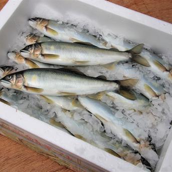 【特大！】一日１個限り！その日一番大きい「信州あゆ」生鮮 10尾 魚介類/川魚通販