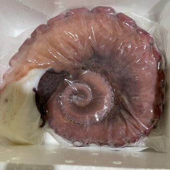 タコ足1本🐙　900g以上 900g 魚介類/タコ通販