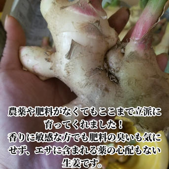 新生姜 4kg 農薬栽培期間中不使用・無肥料 熊本県産 露地 ｜ 野菜