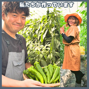 京都舞鶴産 本場の万願寺とうがらし 肉厚・甘い！太くて長いものだけ